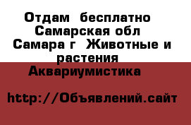Отдам  бесплатно - Самарская обл., Самара г. Животные и растения » Аквариумистика   